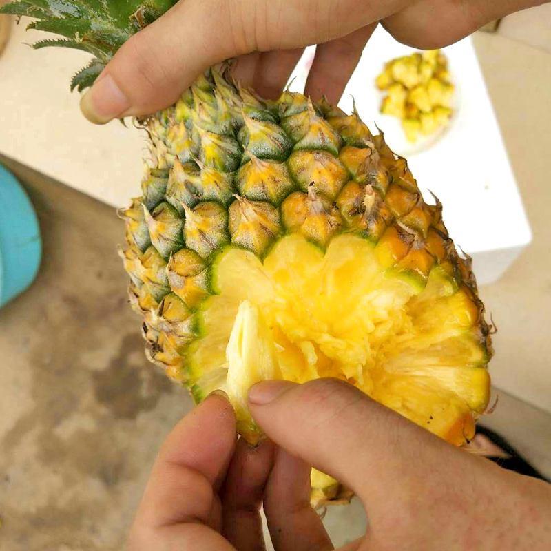 广东徐闻迷你小菠萝精品菠萝香甜可口可视频看货