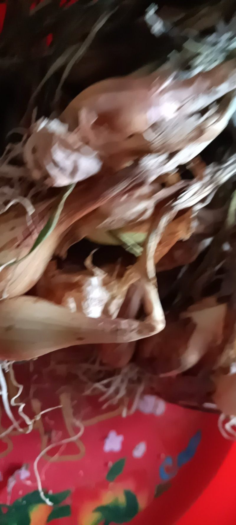 农家自种的葱头新鲜，质量好1斤一件包邮。
