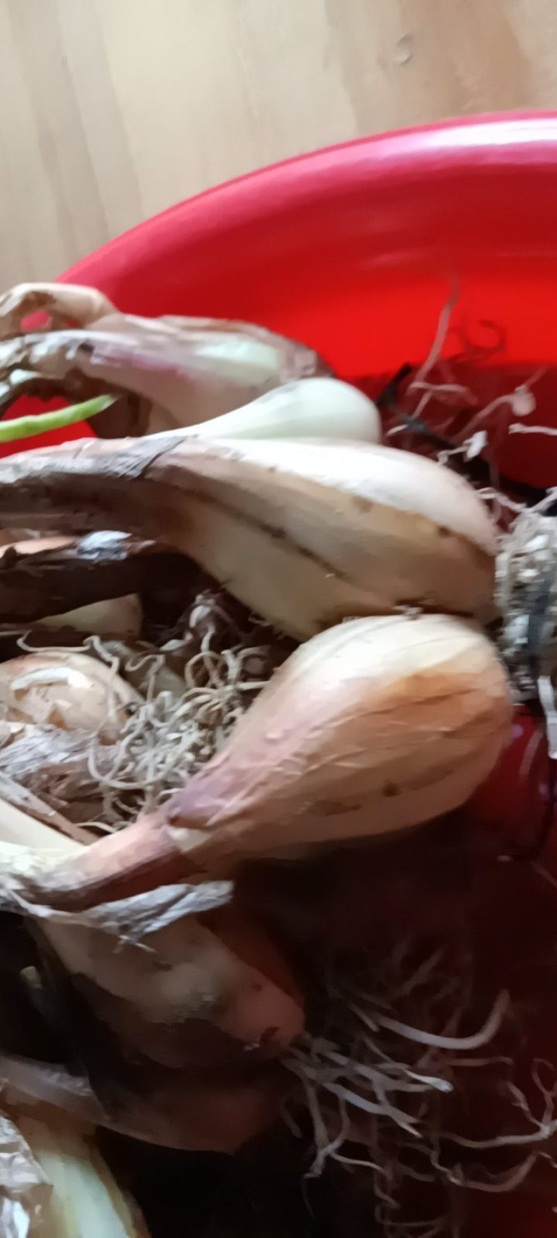 农家自种的葱头新鲜，质量好1斤一件包邮。