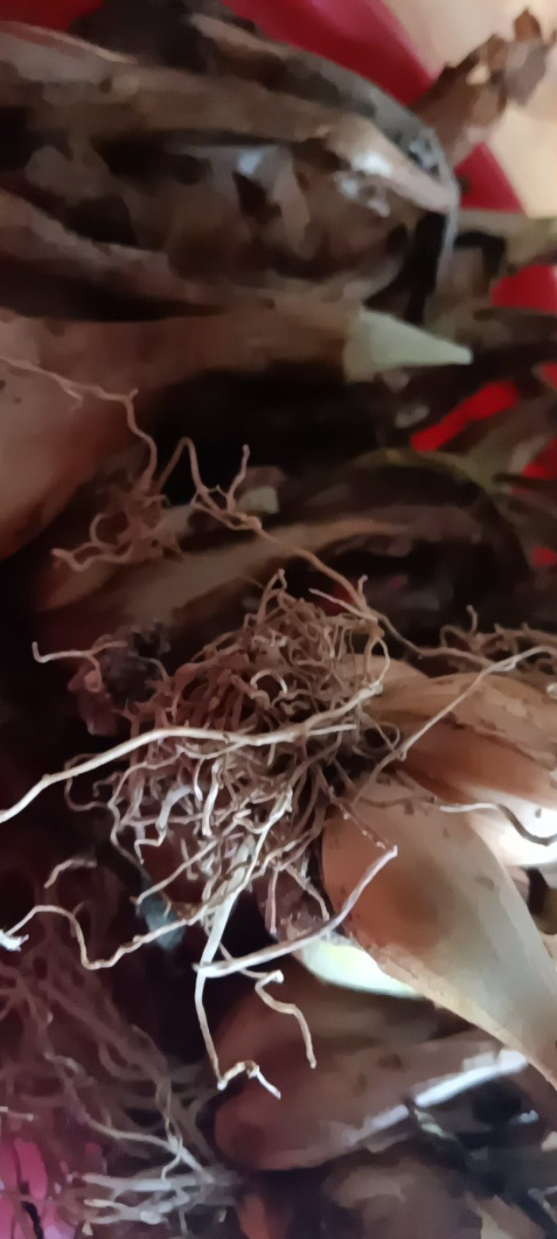 农家自种的葱头新鲜，质量好1斤一件包邮。