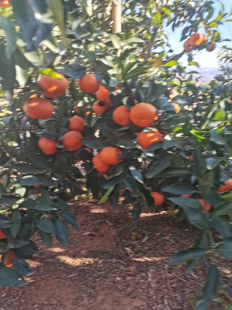 沃柑