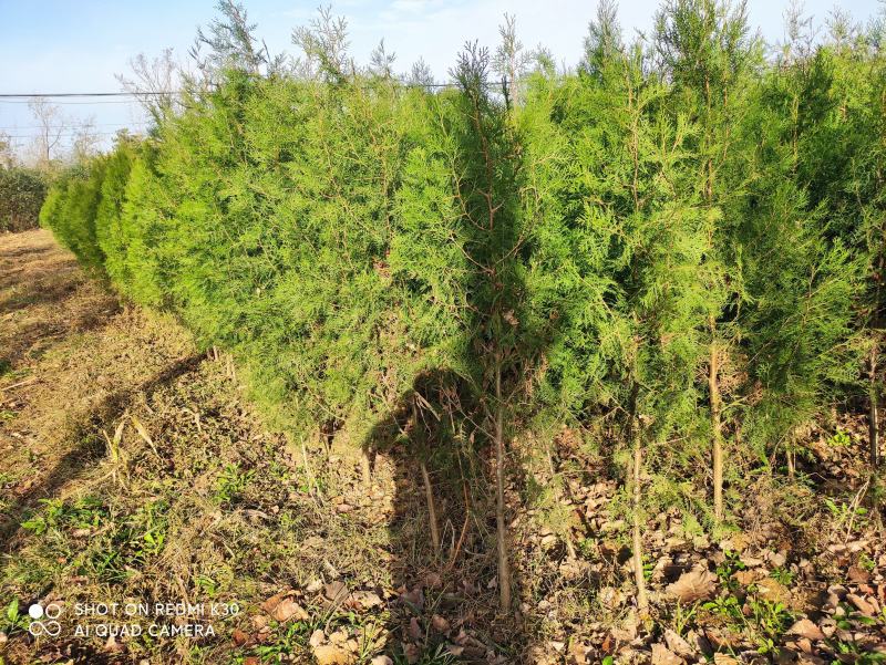 精品侧柏苗80公分-3米高度，不烧枝，不糊涂腿