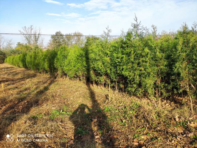 精品侧柏苗80公分-3米高度，不烧枝，不糊涂腿