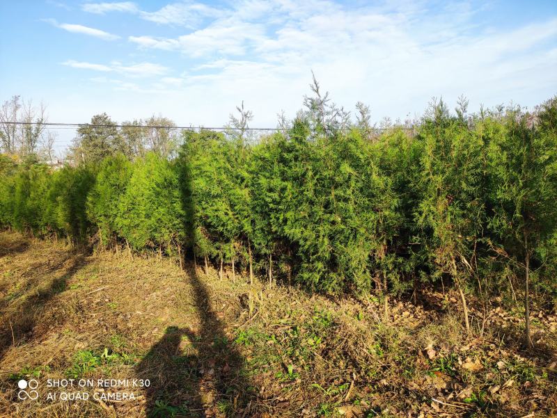 精品侧柏苗80公分-3米高度，不烧枝，不糊涂腿