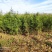 精品侧柏苗80公分-3米高度，不烧枝，不糊涂腿