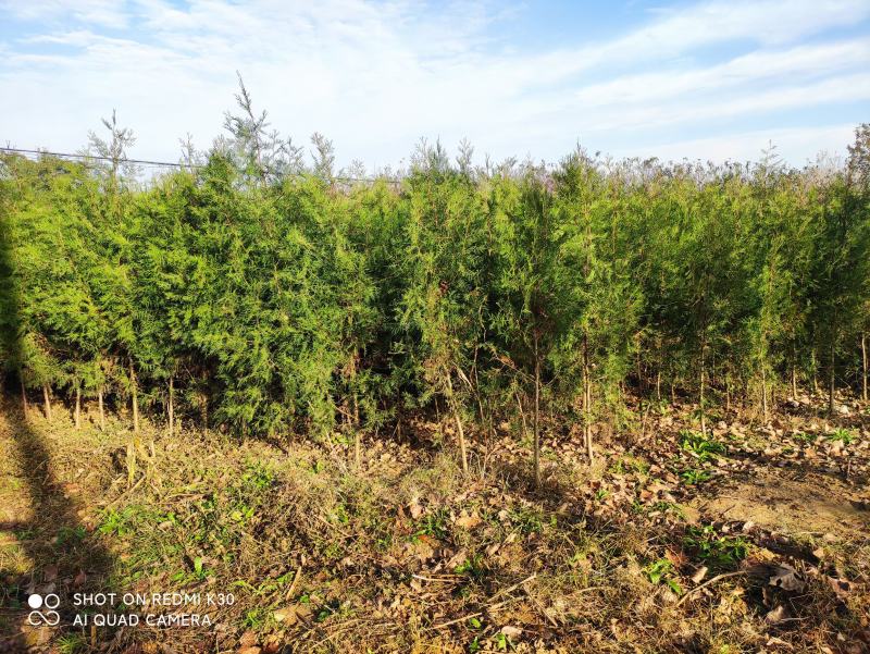 精品侧柏苗80公分-3米高度，不烧枝，不糊涂腿