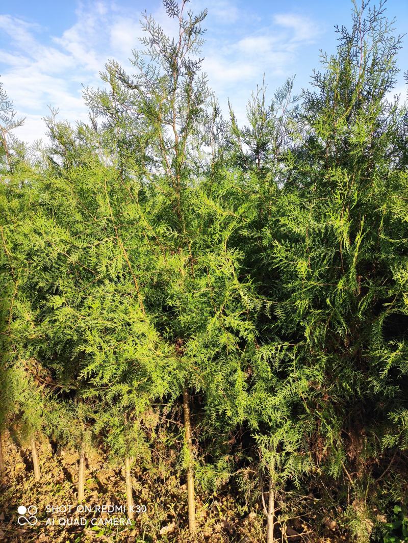 精品侧柏苗80公分-3米高度，不烧枝，不糊涂腿