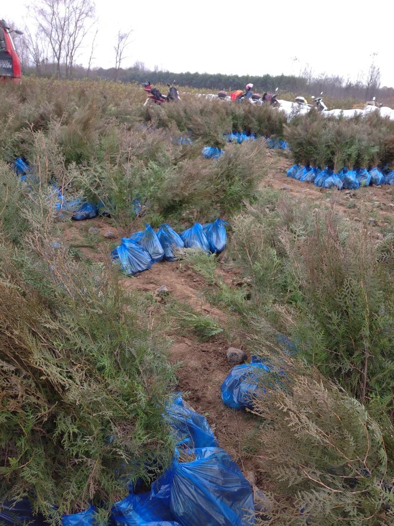 精品侧柏苗80公分-3米高度，不烧枝，不糊涂腿