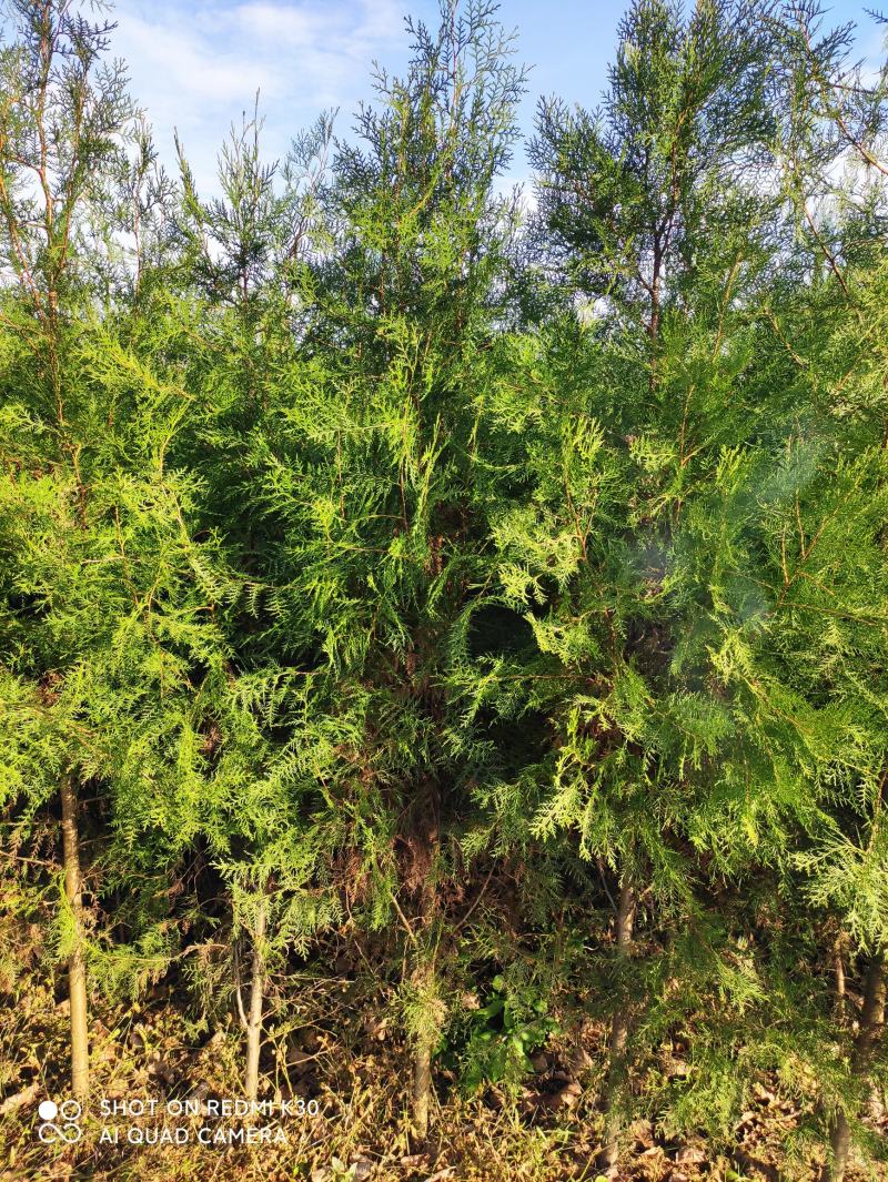 精品侧柏苗80公分-3米高度，不烧枝，不糊涂腿
