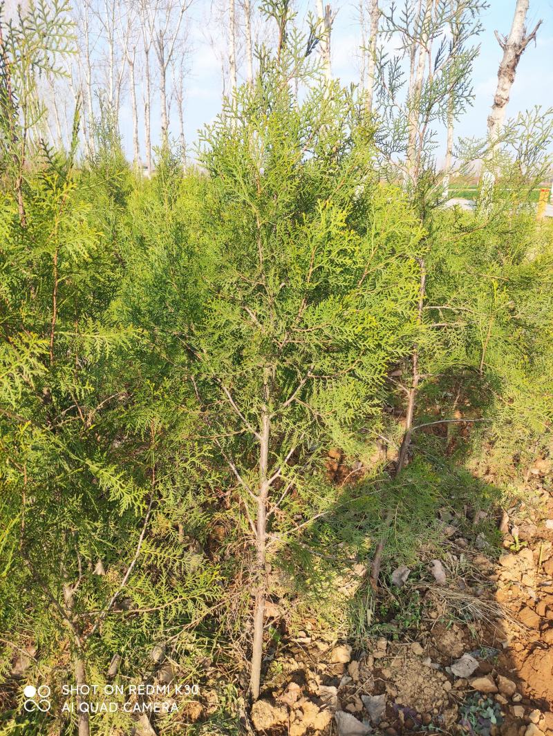精品侧柏苗80公分-3米高度，不烧枝，不糊涂腿