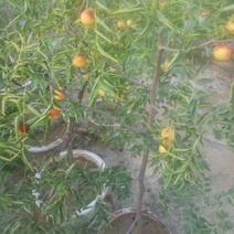 矮化冬枣树苗，可盆栽