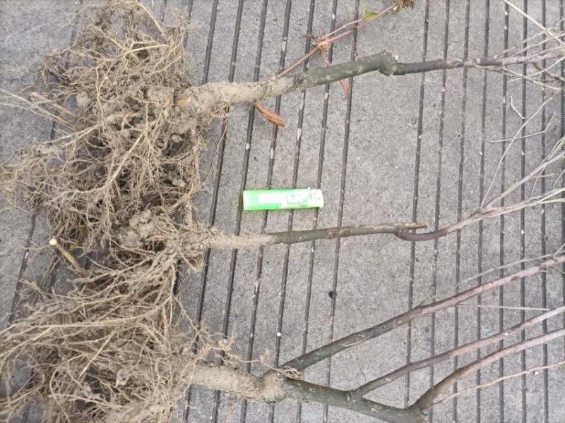白花树苗