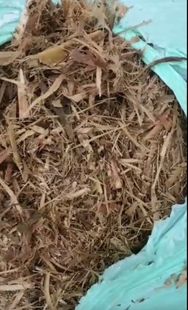 全株玉米秸秆青贮黄贮牛羊饲料稻谷草青储黄储一手货源