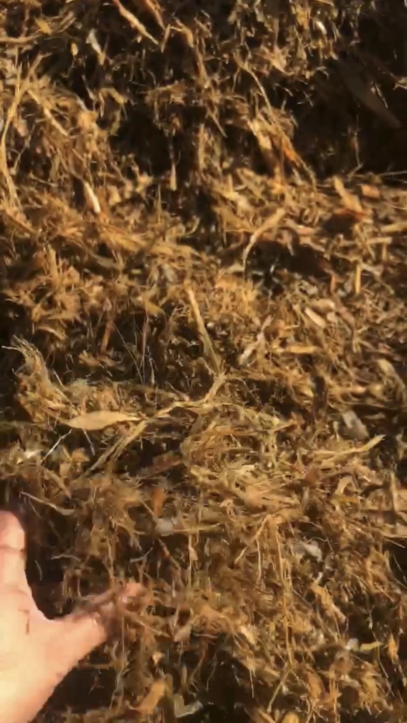 全株玉米秸秆青贮黄贮牛羊饲料稻谷草青储黄储一手货源