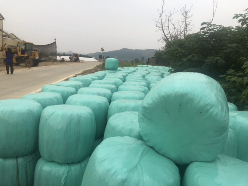 全株玉米秸秆青贮黄贮牛羊饲料稻谷草青储黄储一手货源