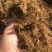 全株玉米秸秆青贮黄贮牛羊饲料稻谷草青储黄储一手货源