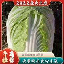 云南精品黄心白菜，产地直销，一手货源，量大从优，欢迎