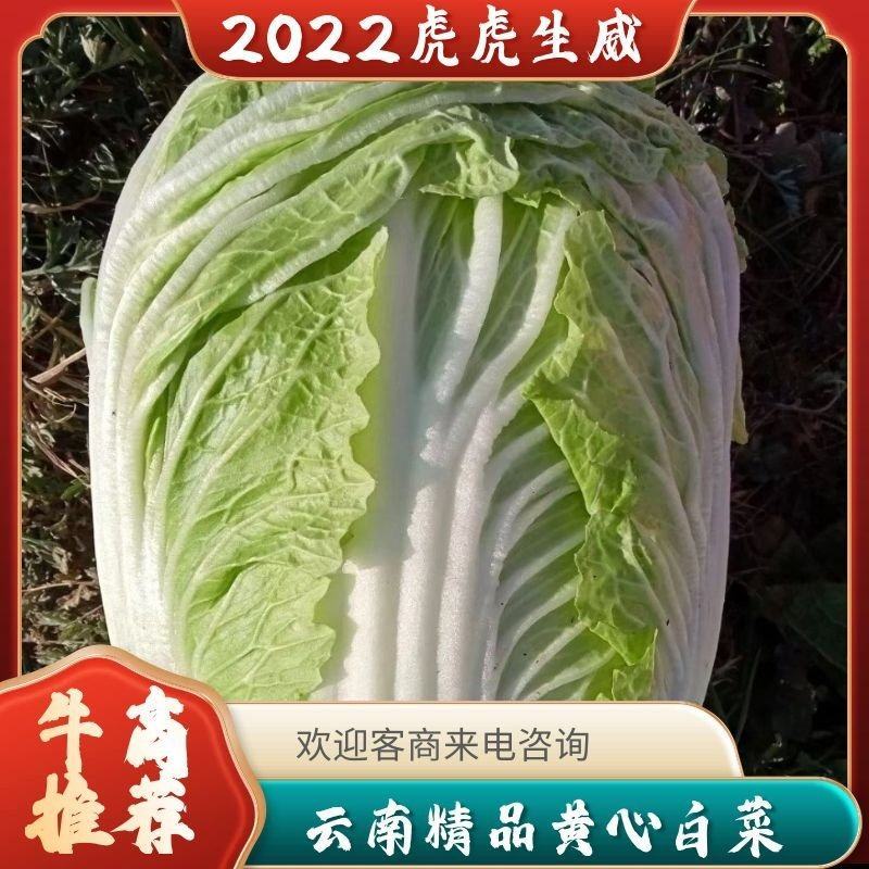 云南精品黄心白菜，产地直销，一手货源，量大从优，欢迎联系