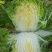 大白菜3/5斤半净菜，产地直销，可实地考察，诚信经营