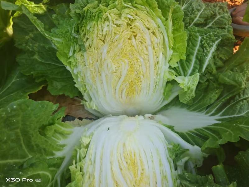 大白菜3/5斤半净菜，产地直销，可实地考察，诚信经营