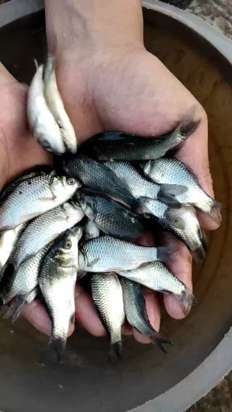 鲫鱼苗，大量出售，量大从优，厂地直销，送货上门，欢迎订购