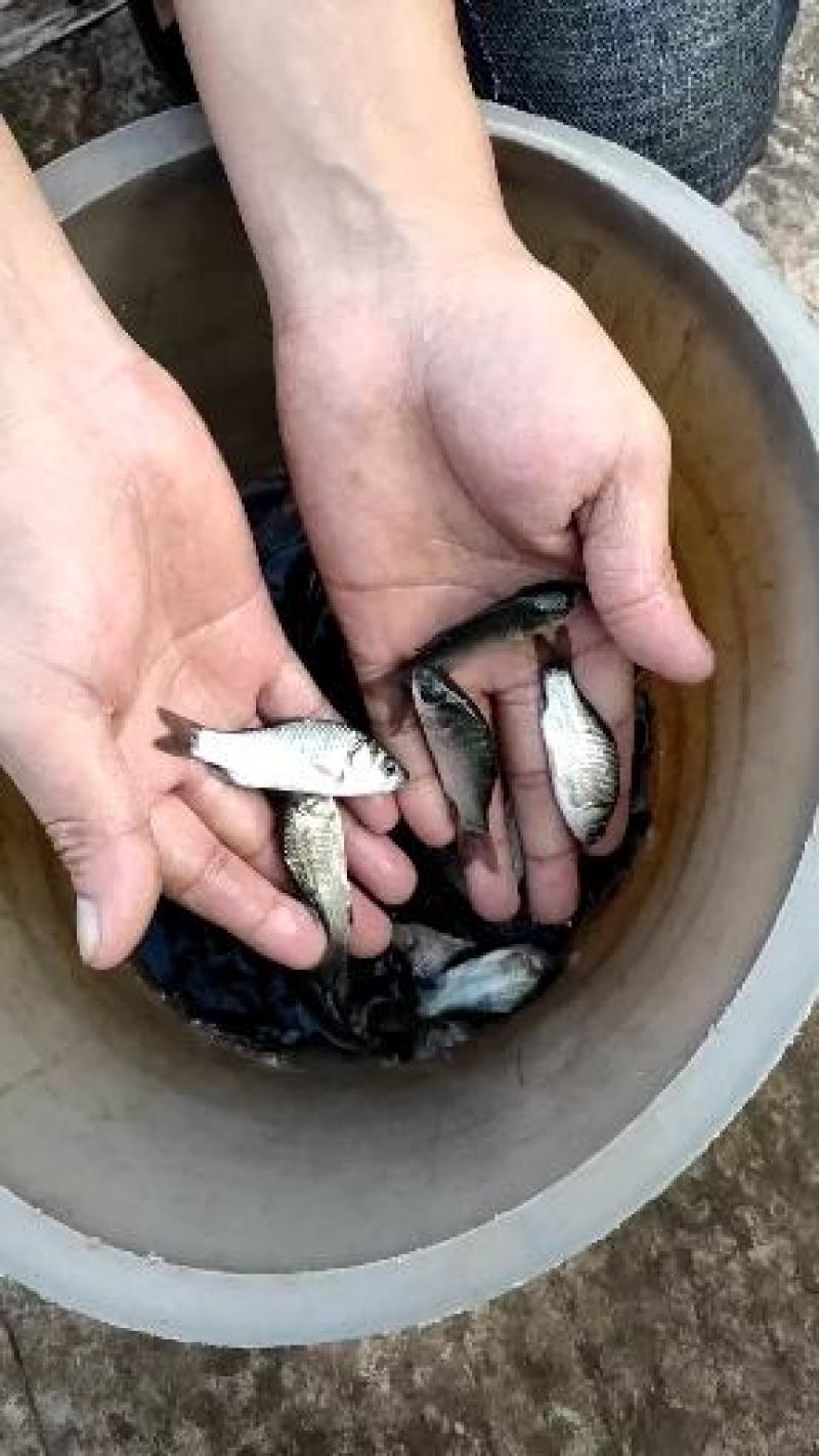 鲫鱼苗，大量出售，量大从优，厂地直销，送货上门，欢迎订购