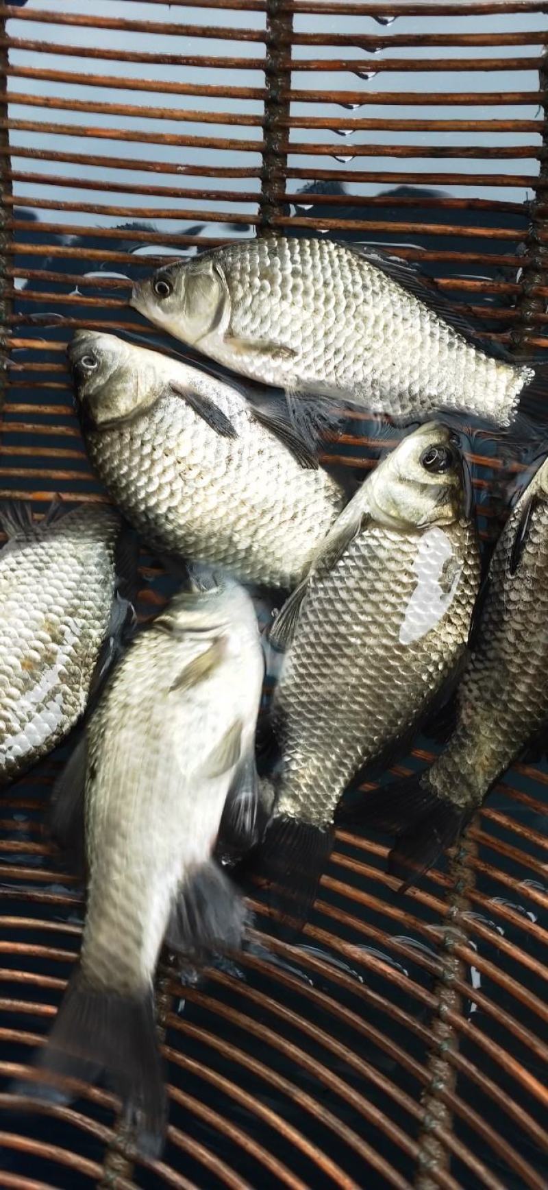 鲫鱼苗，大量出售，量大从优，厂地直销，送货上门，欢迎订购
