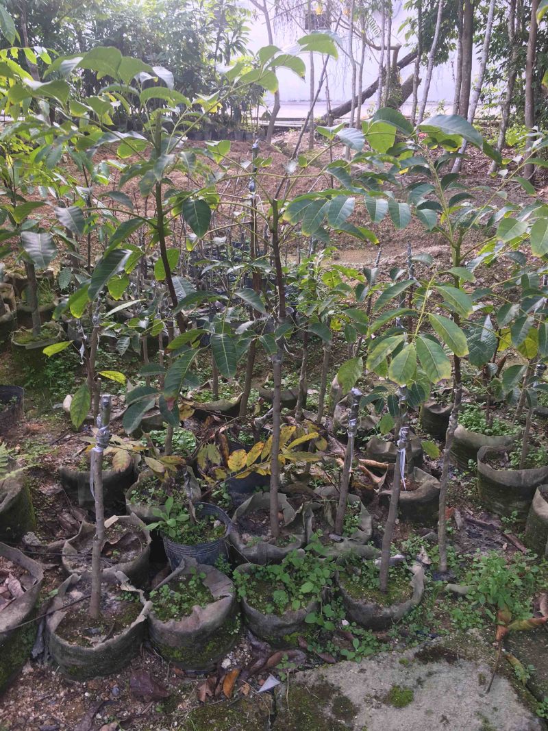 黑橄榄乌榄苗
