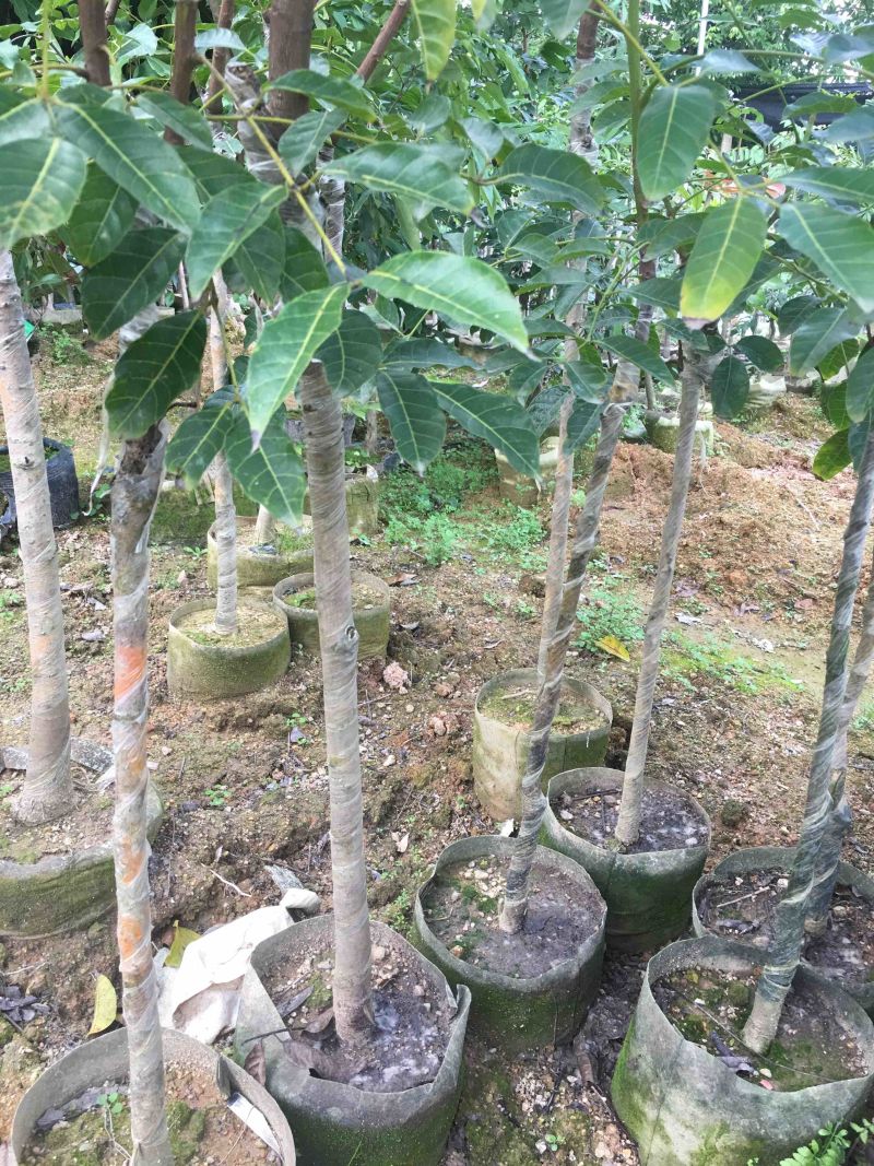 黑橄榄乌榄苗