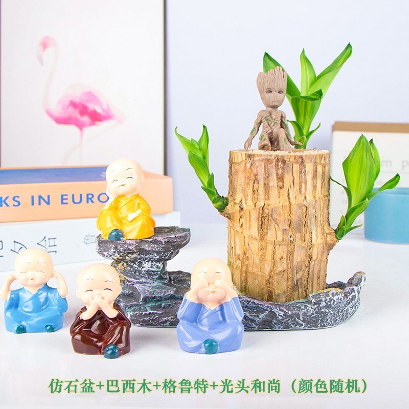 巴西木格鲁特水培花卉室内阳台办公桌四季常青绿植