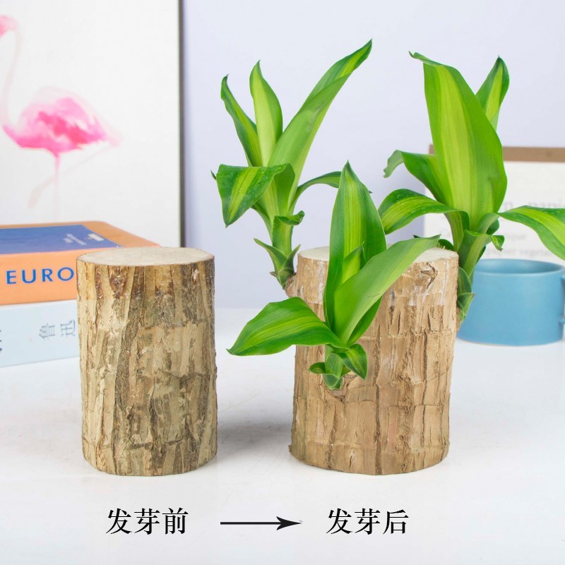 巴西木格鲁特水培花卉室内阳台办公桌四季常青绿植