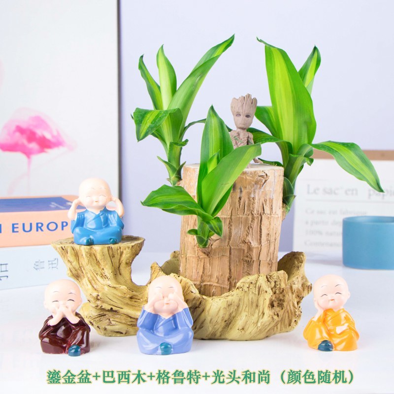 巴西木格鲁特水培花卉室内阳台办公桌四季常青绿植