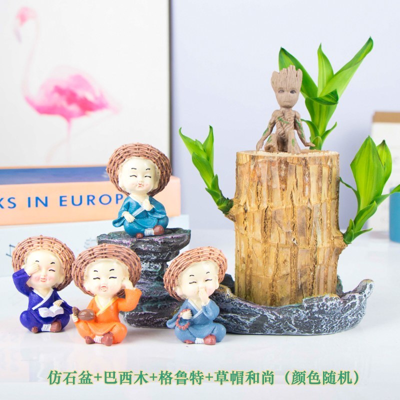 巴西木格鲁特水培花卉室内阳台办公桌四季常青绿植