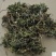 阴地蕨一手货源新货药味重,产地直供道地药材,保证正品
