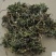 阴地蕨一手货源新货药味重,产地直供道地药材,保证正品