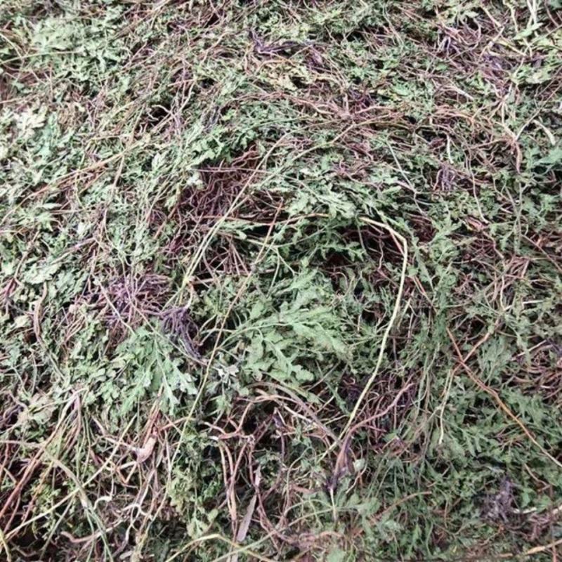阴地蕨一手货源新货药味重，产地直供道地药材，保证正品