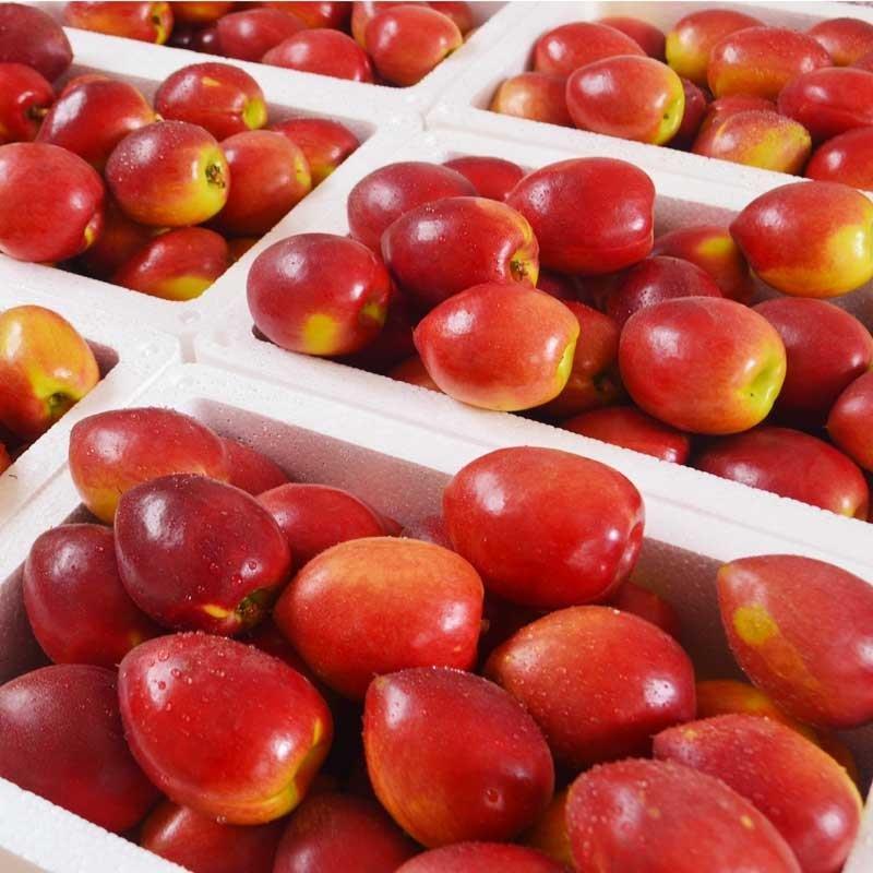 油桃，新鲜脆甜黄肉油桃，支持电商平台供货，支持一件代发