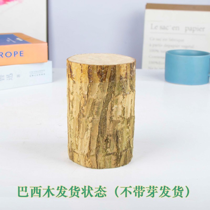 巴西木格鲁特水培花卉室内阳台办公桌四季常青绿植