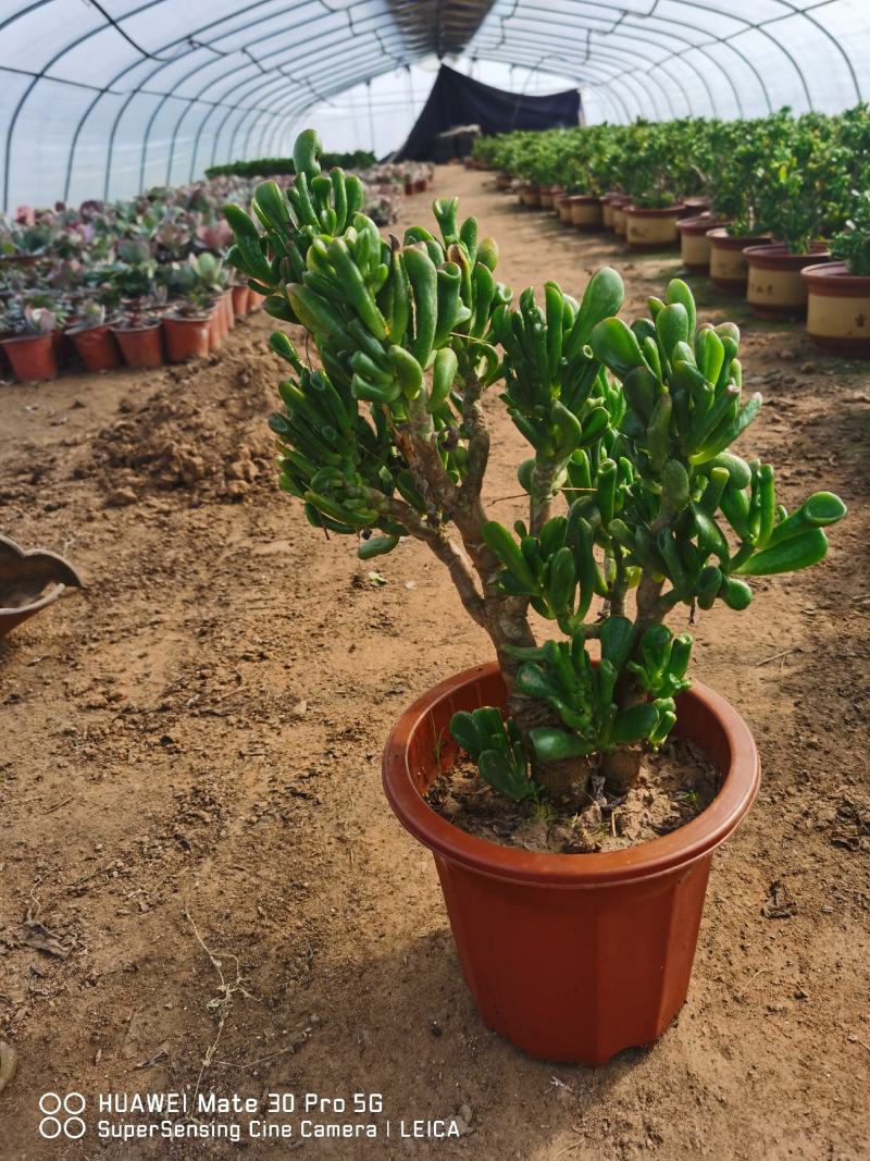 5年生吸财树老桩，净化空气，吸甲醛，适合庭院阳台。