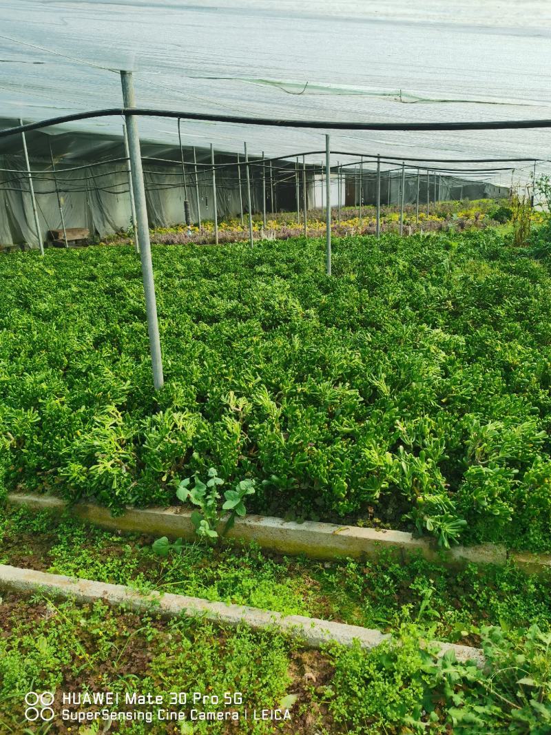 5年生吸财树老桩，净化空气，吸甲醛，适合庭院阳台。