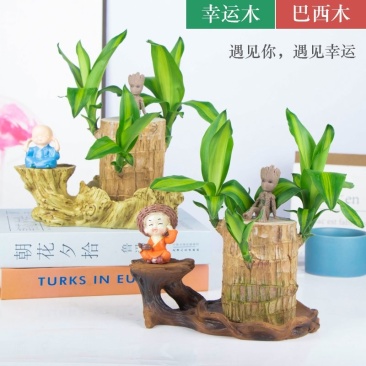 巴西幸运木水培花卉室内阳台办公桌四季常青绿植