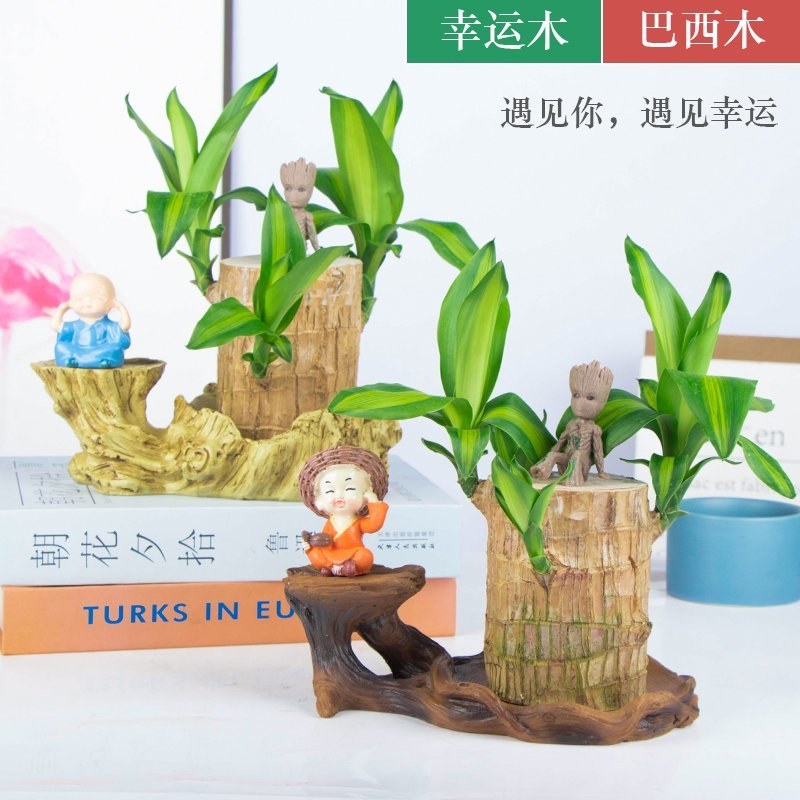 巴西幸运木水培花卉室内阳台办公桌四季常青绿植