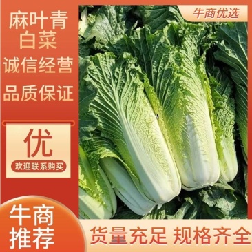 山地种植秋绿，麻叶青白菜，叶面清秀无虫眼无烧心