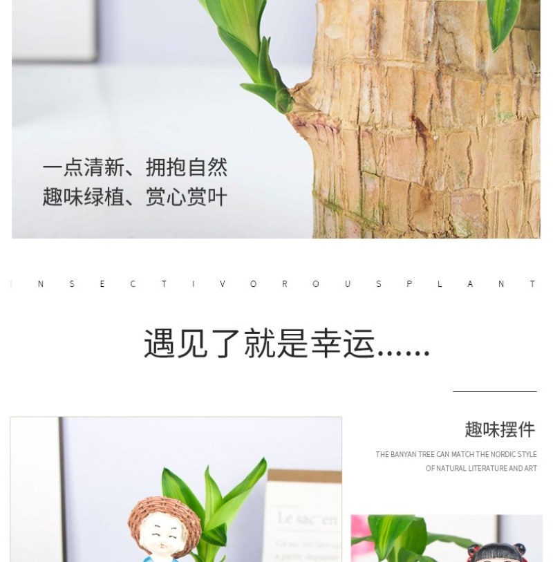 巴西幸运木水培花卉室内阳台办公桌四季常青绿植