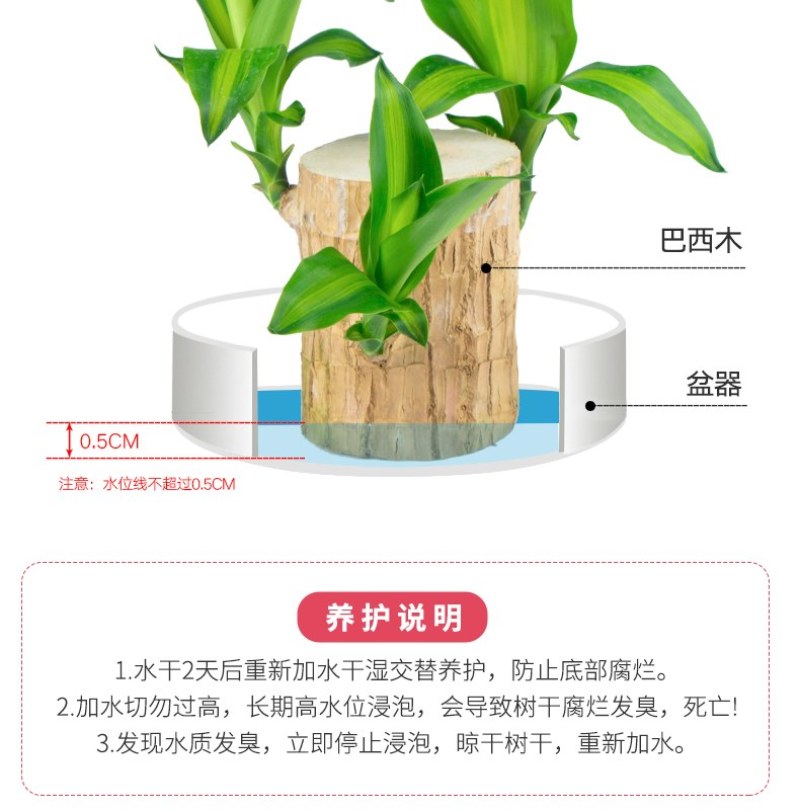 巴西幸运木水培花卉室内阳台办公桌四季常青绿植