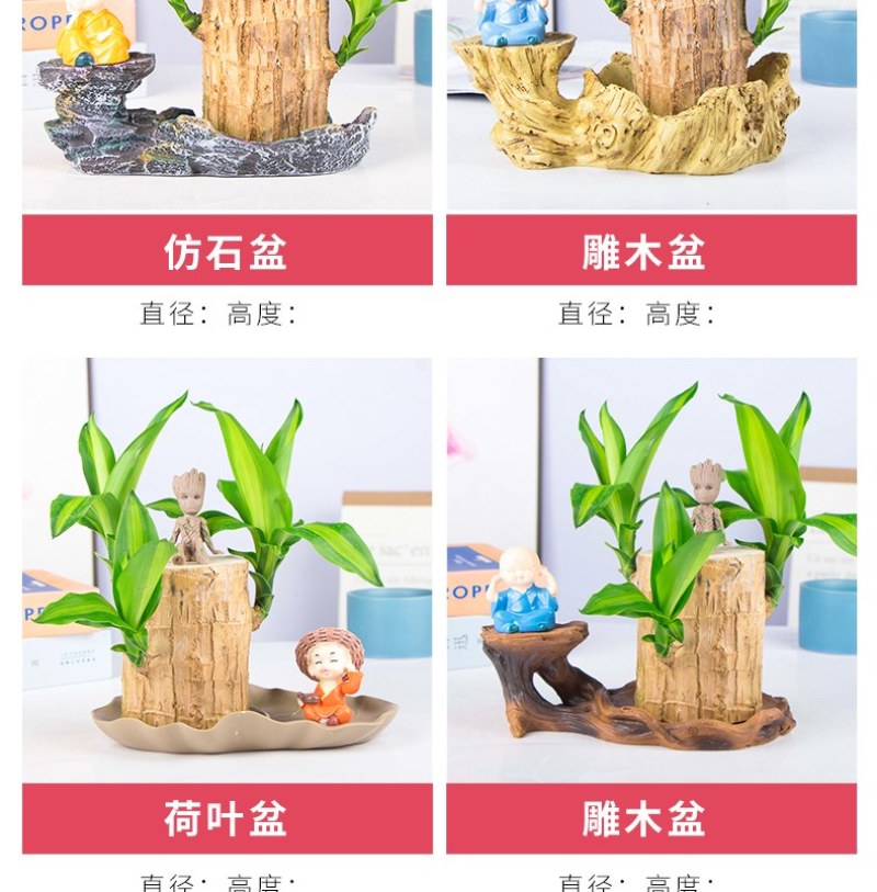 巴西幸运木水培花卉室内阳台办公桌四季常青绿植