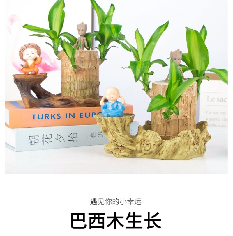 巴西幸运木水培花卉室内阳台办公桌四季常青绿植