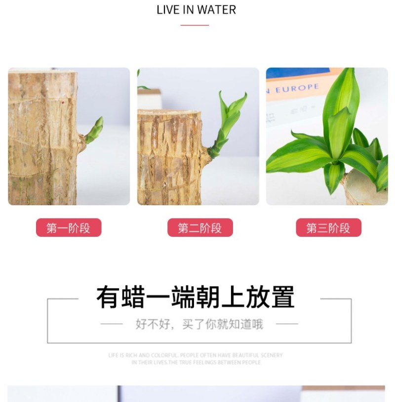 巴西幸运木水培花卉室内阳台办公桌四季常青绿植