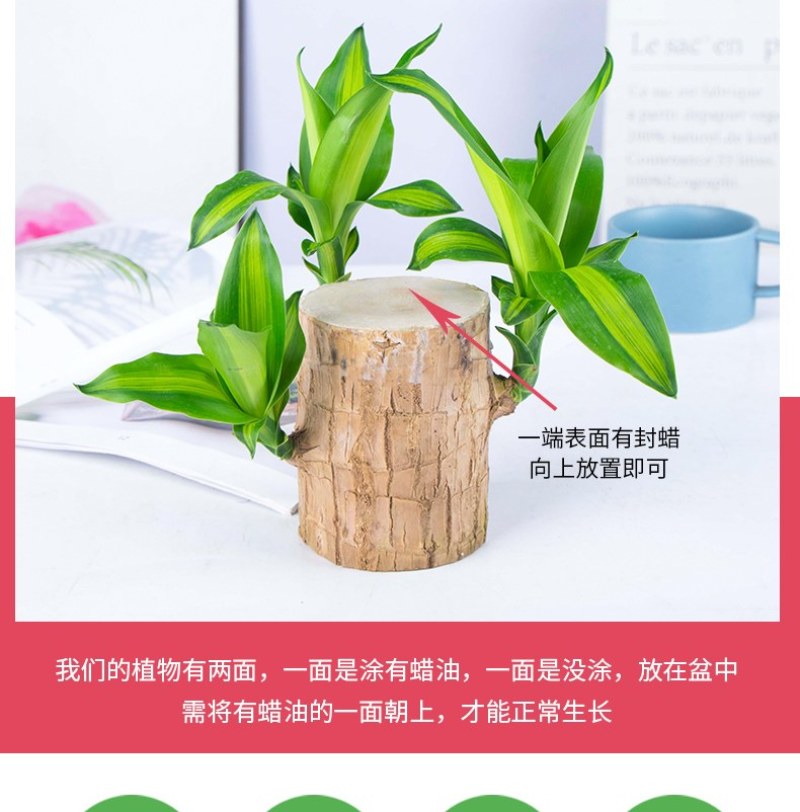 巴西幸运木水培花卉室内阳台办公桌四季常青绿植