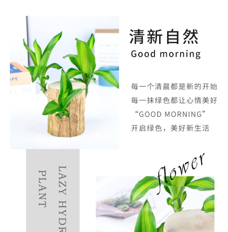 巴西幸运木水培花卉室内阳台办公桌四季常青绿植